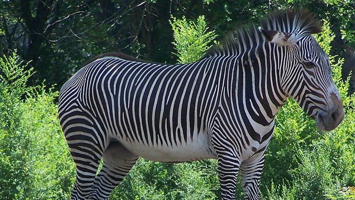 Zebra ad occhi aperti - Vista più grande, parente di cavallo, luce del sole, Michigan, giardini zoologici di detroit, zebra, grevys africano, equino, folia, Sfondo HD
