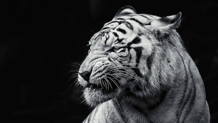 kucing, harimau, kucing besar, hidung, kumis, kepala, potret, macan tutul, hewan peliharaan, pemburu, ganas, bergaris, hutan, rambut, Wallpaper HD