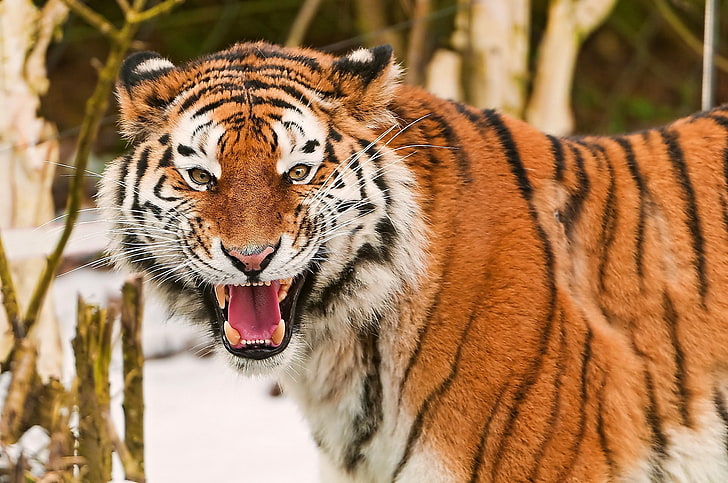 carta da parati tigre, tigre, viso, strisce, predatori, grande gatto, Sfondo HD