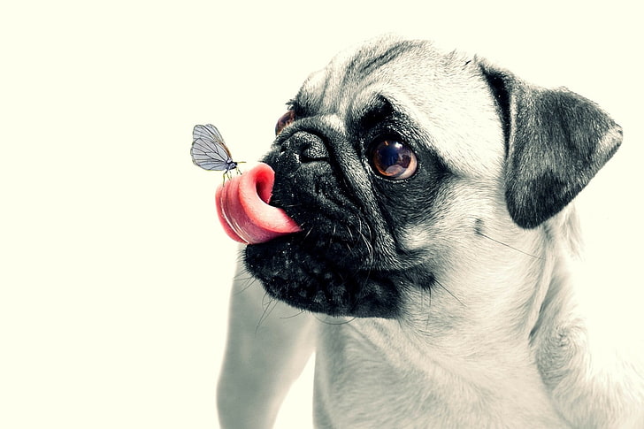 adult fawn pug, animal, butterfly, dog, pug, puppy, HD wallpaper
