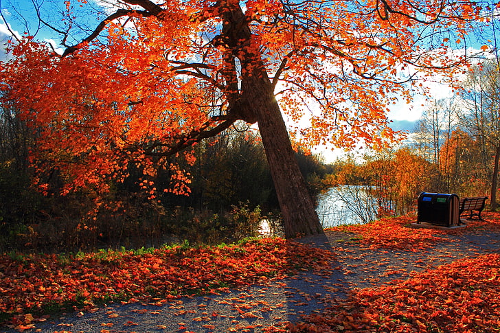червенолистно дърво, есен, парк, река, магазин, пейзаж, HD тапет