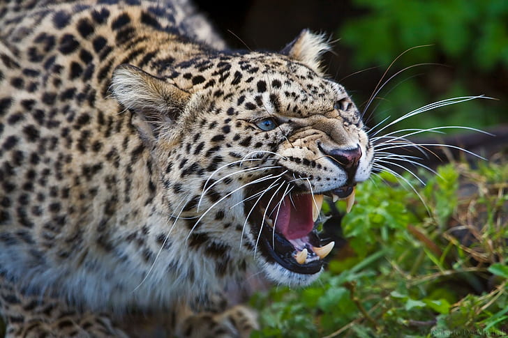 Angry Leopard, leopard, feline, animals, HD wallpaper
