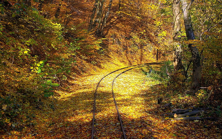 brown train rail, railway, wood, leaf fall, turn, rails, HD wallpaper