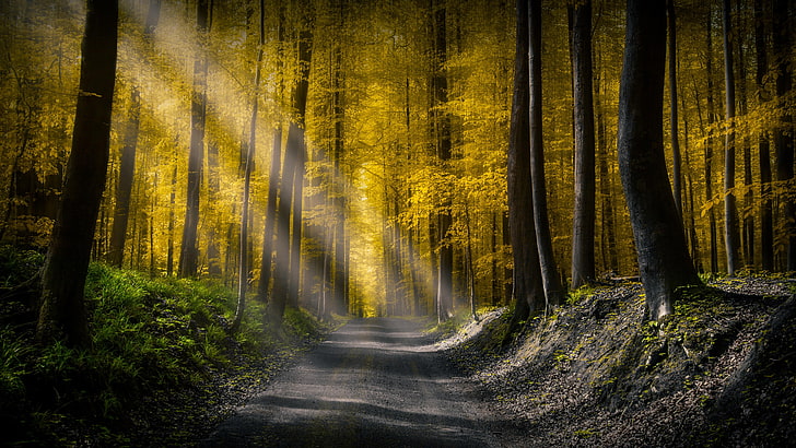 forest, sunlight, 5k uhd, 5k, road, sunbeam, sun ray, yellow leaves, autumn, woodland, HD wallpaper