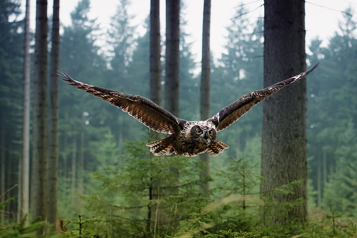 brown owl, forest, owl, bird, flight, HD wallpaper
