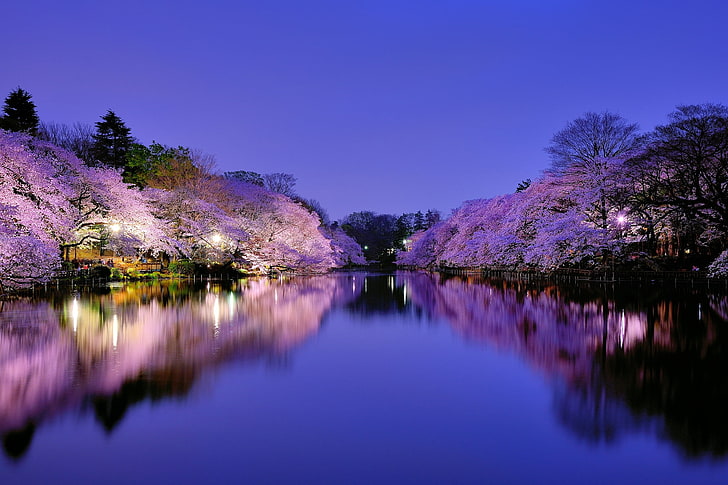arbres de fleur de cerisier, Japon, osaka, ville, parc, lac, lumière, lumières, nuit, bleu, ciel, arbres, cerises, cerise, floraison, Fond d'écran HD