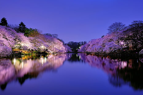 деревья сакуры, Япония, Осака, город, парк, озеро, свет, огни, ночь, синий, небо, деревья, вишня, вишня, цветение, HD обои HD wallpaper
