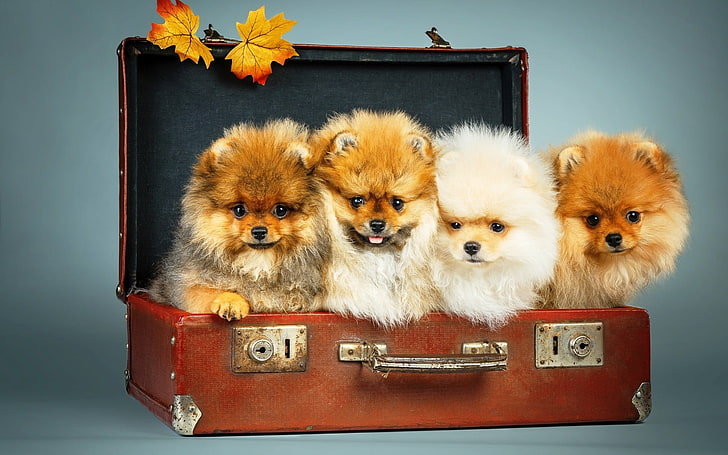cztery brązowo-białe szczenięta, pies, walizka, liście, zwierzęta, Tapety HD