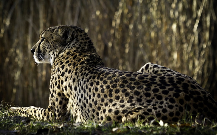 cheetah, macan tutul, bintik-bintik, berbaring, punggung, kucing besar, Wallpaper HD