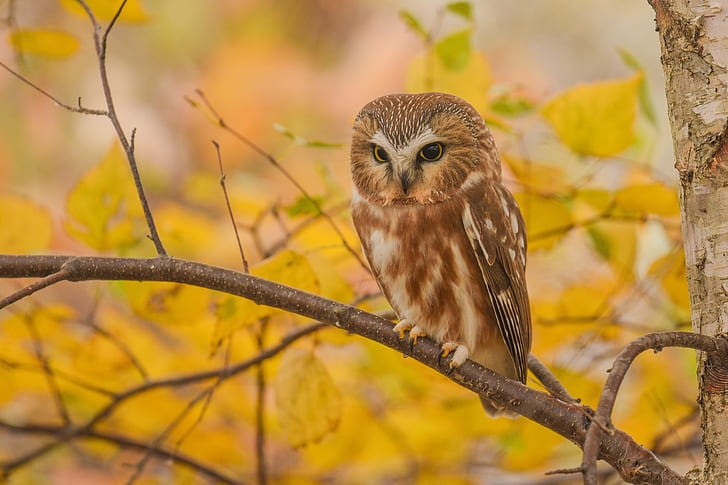 autumn, look, leaves, branches, yellow, nature, background, owl, bird, foliage, sitting, sychik, HD wallpaper