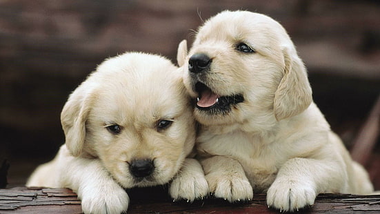 cute, doggie, dogs, puppies, HD wallpaper HD wallpaper
