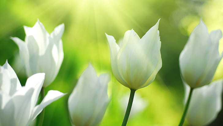 Białe tulipany kwitną wiosną, białe, tulipany, kwiaty, wiosną, Tapety HD