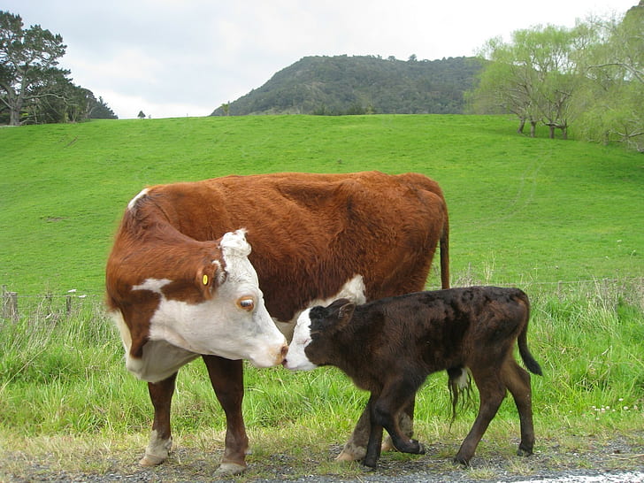 krowy, niemowlęta, zwierzęta, pole, Tapety HD
