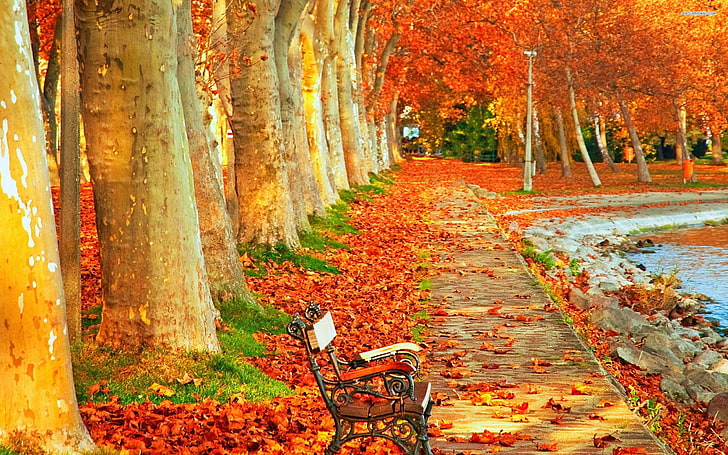 Autumn Park Bench-Landschaftsfototapete, braune Holzbank mit schwarzem Metallrahmen, HD-Hintergrundbild