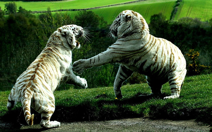 two tigers, tiger, white tigers, animals, HD wallpaper