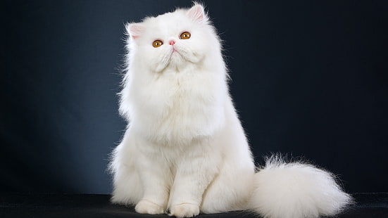 Персидская кошка, кошка, домашняя кошка, кошачий, домашнее животное, животное, котенок, котенок, мех, домашнее животное, внутренний, милый, млекопитающее, усы, пушистый, домашние животные, глаза, восхитительный, пушистый, портрет, HD обои HD wallpaper
