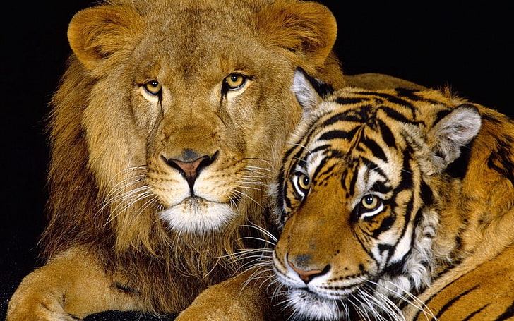 тигр и лев, тигр, лев, семейство кошачьих, большие кошки, HD обои