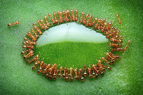 bruna myror, natur, makro, närbild, löv, honung, insekt, myror, Malaysia, dryck, National Geographic, reflektion, HD tapet HD wallpaper