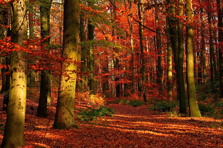 red maples trees, autumn, wood, leaves, trees, red, gleams, HD wallpaper
