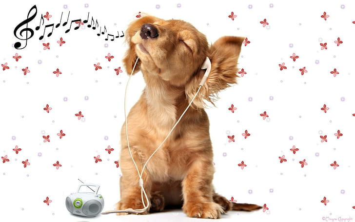 Music Is All My Life! La Musique Est Toute Ma Vie, funny, music, cute, animal, drole, chien, mignon, musique, animals, HD wallpaper