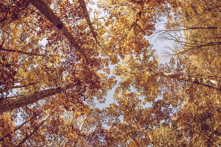 autumn, fall, foilage, landscape, leaf, leaves, nature, tree, HD wallpaper
