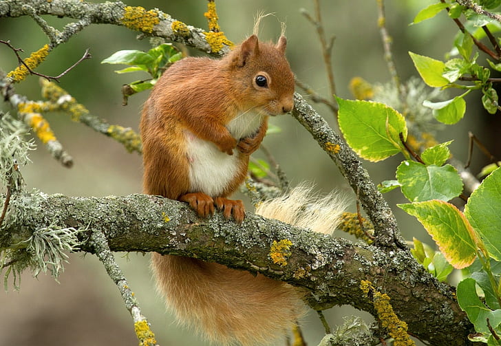 Tiere, Säugetiere, Blätter, Eichhörnchen, HD-Hintergrundbild