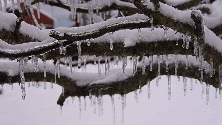 Northeaster, photo, tree limb, snow, melt, ice, icicles, HD wallpaper