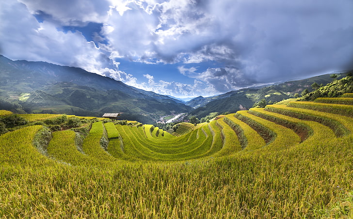 Rice Paddy Terraces HD Wallpaper, green rice field, Asia, Vietnam, View, Landscape, Mountain, Land, Photography, Harvest, Clouds, Panoramic, Rice, Traditional, Agriculture, RiceTerrace, HoangSuPhi, HD wallpaper