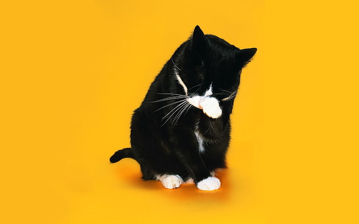 czarno-biały kot w smokingu, kot, łapa, pysk, lizanie, Tapety HD