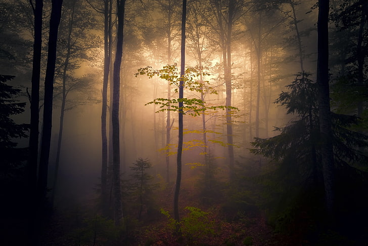 natura, buio, nebbia, foresta, alberi, Sfondo HD