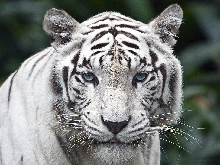 tigre blanc femelle-Fond d'écran HD animal, tigre blanc, Fond d'écran HD