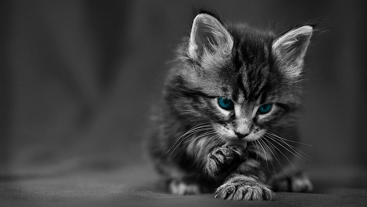 черный котенок, кошка, котята, зверюшки, голубые глаза, выборочная окраска, животные, текстура, HD обои