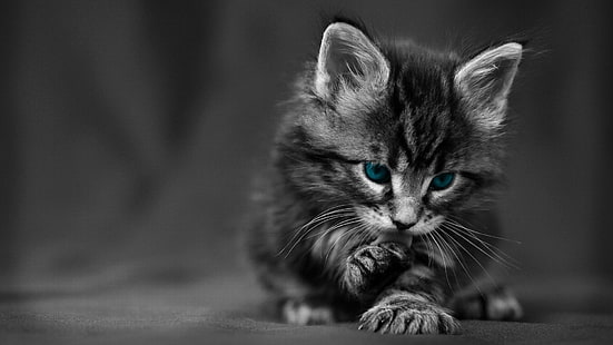 gatito negro, gato, gatitos, crías de animales, ojos azules, coloración selectiva, animales, textura, Fondo de pantalla HD HD wallpaper