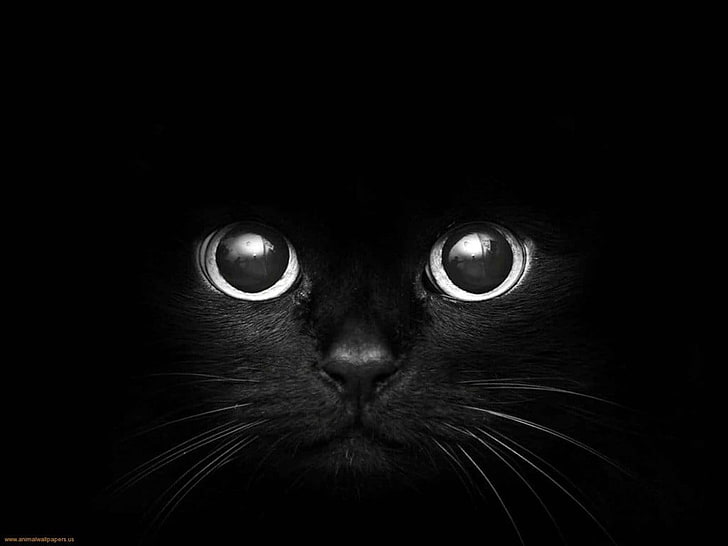 black cat digital wallpaper, cat, monochrome, dark, animals, HD wallpaper