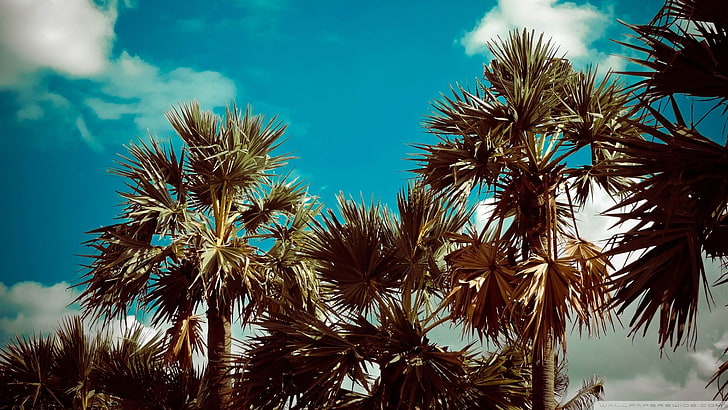 palmeras, tropical, verano, aire libre, nubes, Fondo de pantalla HD