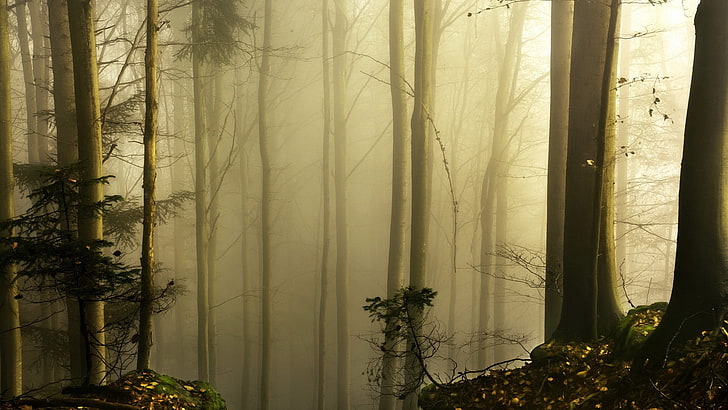 alberi con nebbia sfondo, boschi con nebbia, natura, alberi, foresta, legno, nebbia, foglie, piante, ramo, muschio, Sfondo HD