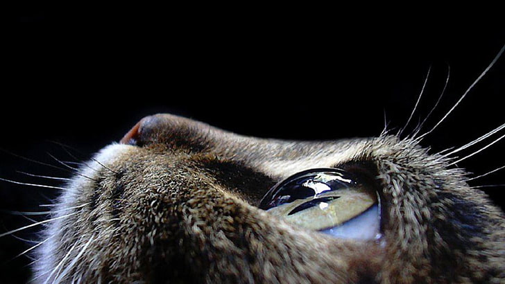 selektivt fokus fotografi av katt, närbild, katt, ögon, djur, HD tapet