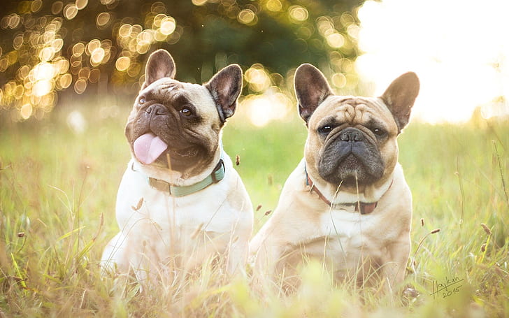 French bulldogs, two dogs, grass, two french bulldogs, French, Bulldogs, Two, Dogs, Grass, HD wallpaper