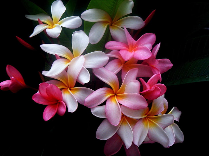 white-and-pink Plumeria flowers, plumeria, flowers, colored, black background, HD wallpaper