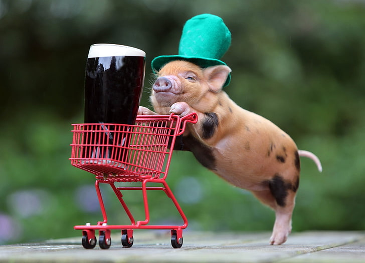 zwierzątka, piwo, śmieszne czapki, guinness, humor, świnie, koszyk, kapelusze, Tapety HD