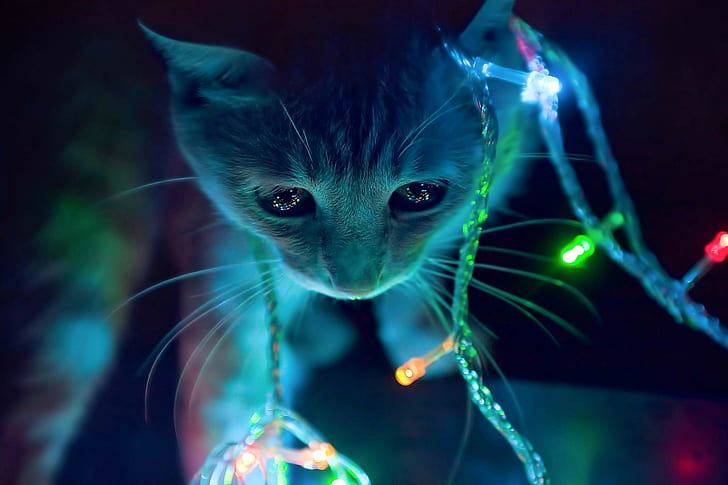 Рождество, животные, котята, огни, HD обои