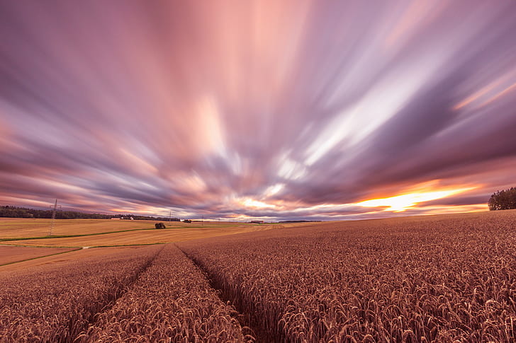 blé, champ, coucher de soleil, le soir, récolte, Fond d'écran HD
