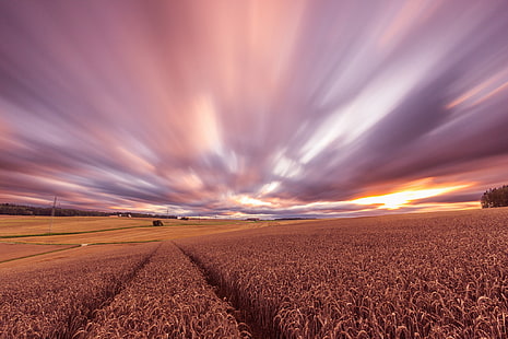 gandum, ladang, matahari terbenam, malam hari, panen, Wallpaper HD HD wallpaper