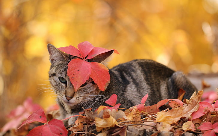 Кот, осень, листья, кот, осень, листья, HD обои