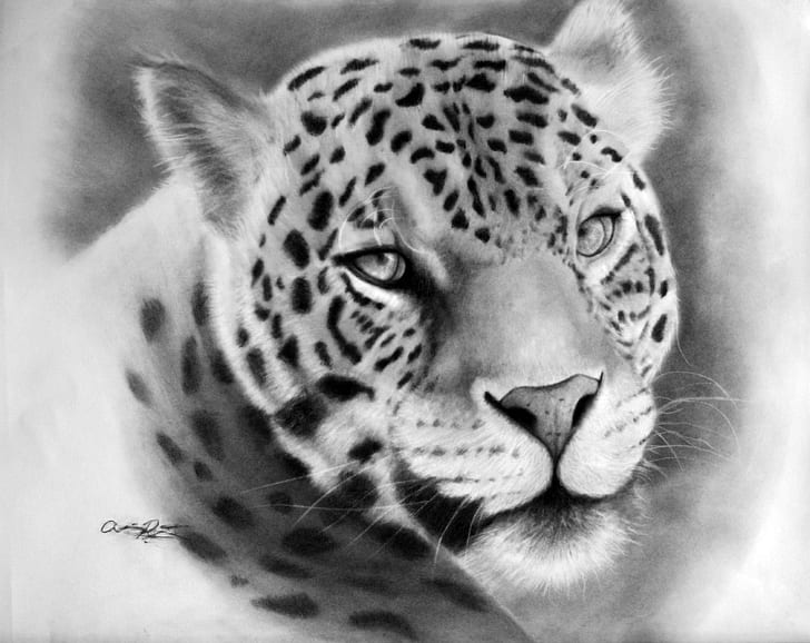 Леопард Силуэт, кошки, большие кошки, животные, кошачьи, леопард, черно-белые, HD обои