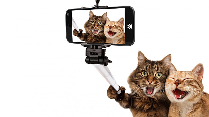 black Android smartphone, animals, cat, pet, selfies, smartphone, selfie stick, humor, white background, photo manipulation, laughing, Photoshop, camera, HD wallpaper