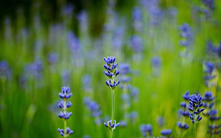 bunga lavender, bidang, lavender, biru, close-up, buram, Wallpaper HD