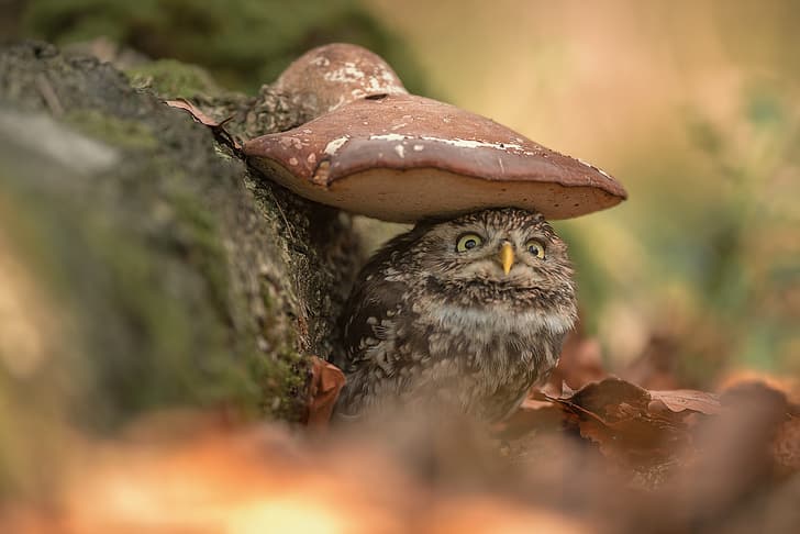 owl, bird, mushroom, blur, The little owl, HD wallpaper