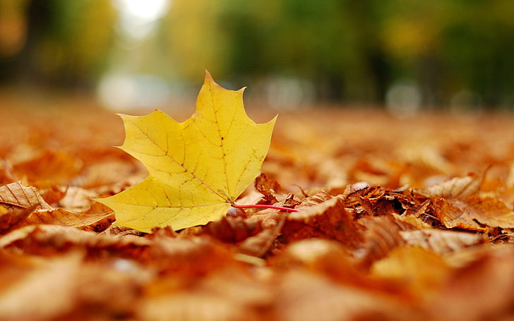autumn, fallen, leaf, leaves, maple, nature, HD wallpaper