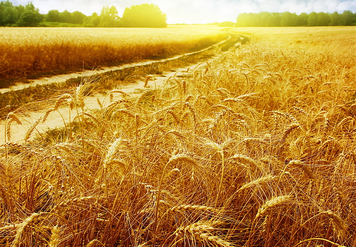brown grass lot, road, wheat, field, the sun, rays, landscapes, spikelets, gold, Golden field, HD wallpaper
